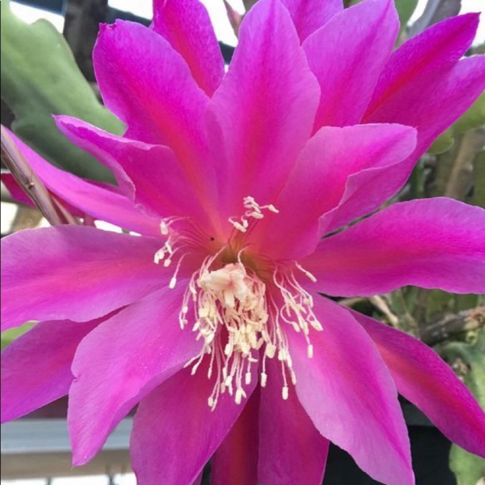 Epiphyllum orchard cactus branch